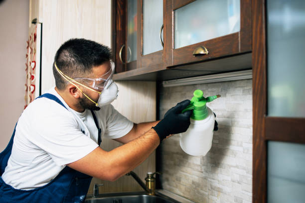 Best Wasp Removal Services  in Plantsville, CT