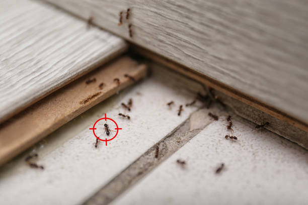 Best Cockroach Control Services  in Plantsville, CT