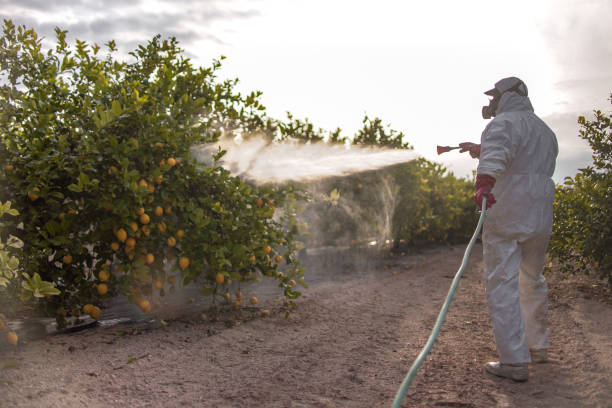 Wasp Removal Services in Plantsville, CT