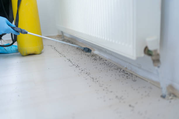 Best Bed Bug Extermination  in Plantsville, CT